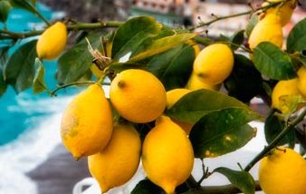Lemon tour: un'affascinante passeggiata tra profumi e degustazioni